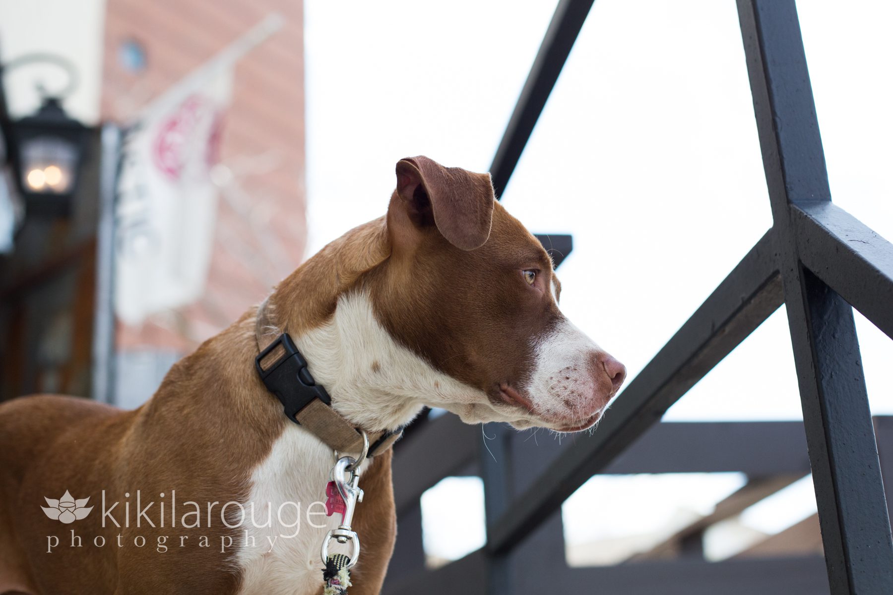 Portrait of Pit Mix Rescue Dog