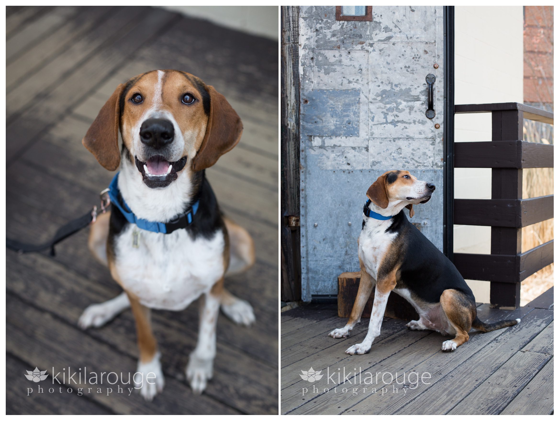 Two portraits of Coon Hound