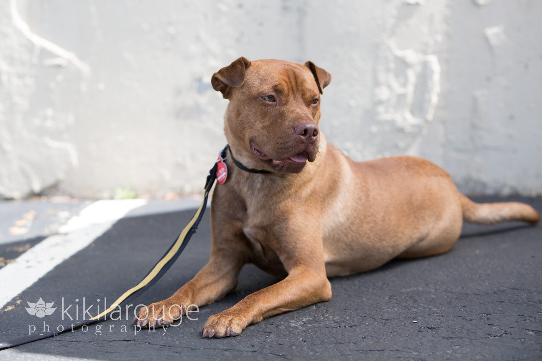 Rescue Dog at LHK9 Adoption Event