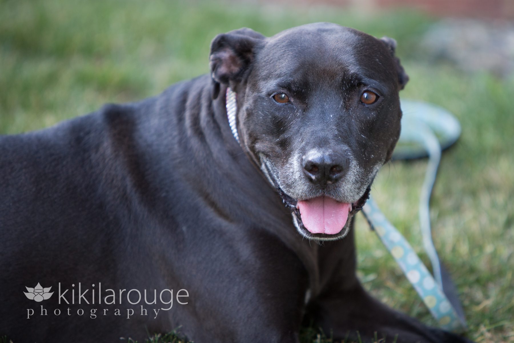 Pit lab black senior female rescue dog