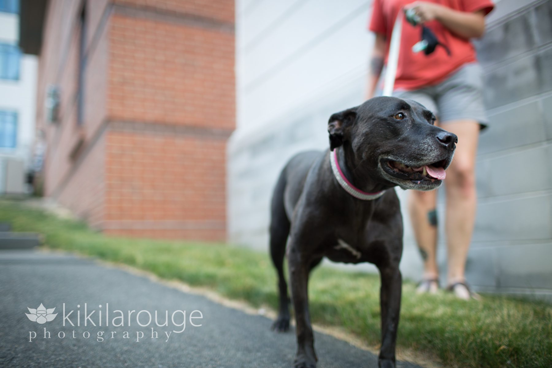 Pit lab black senior female rescue dog