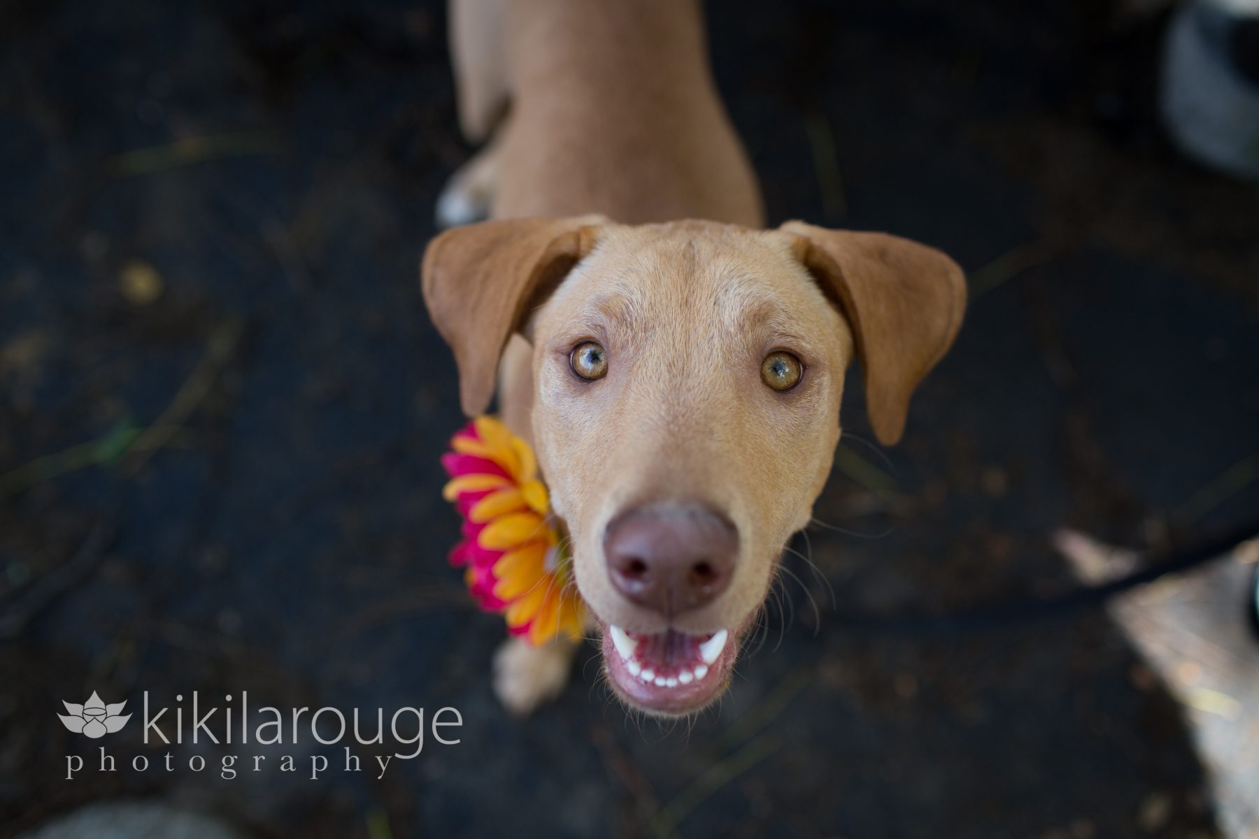 Lab mix rescue puppy with flower