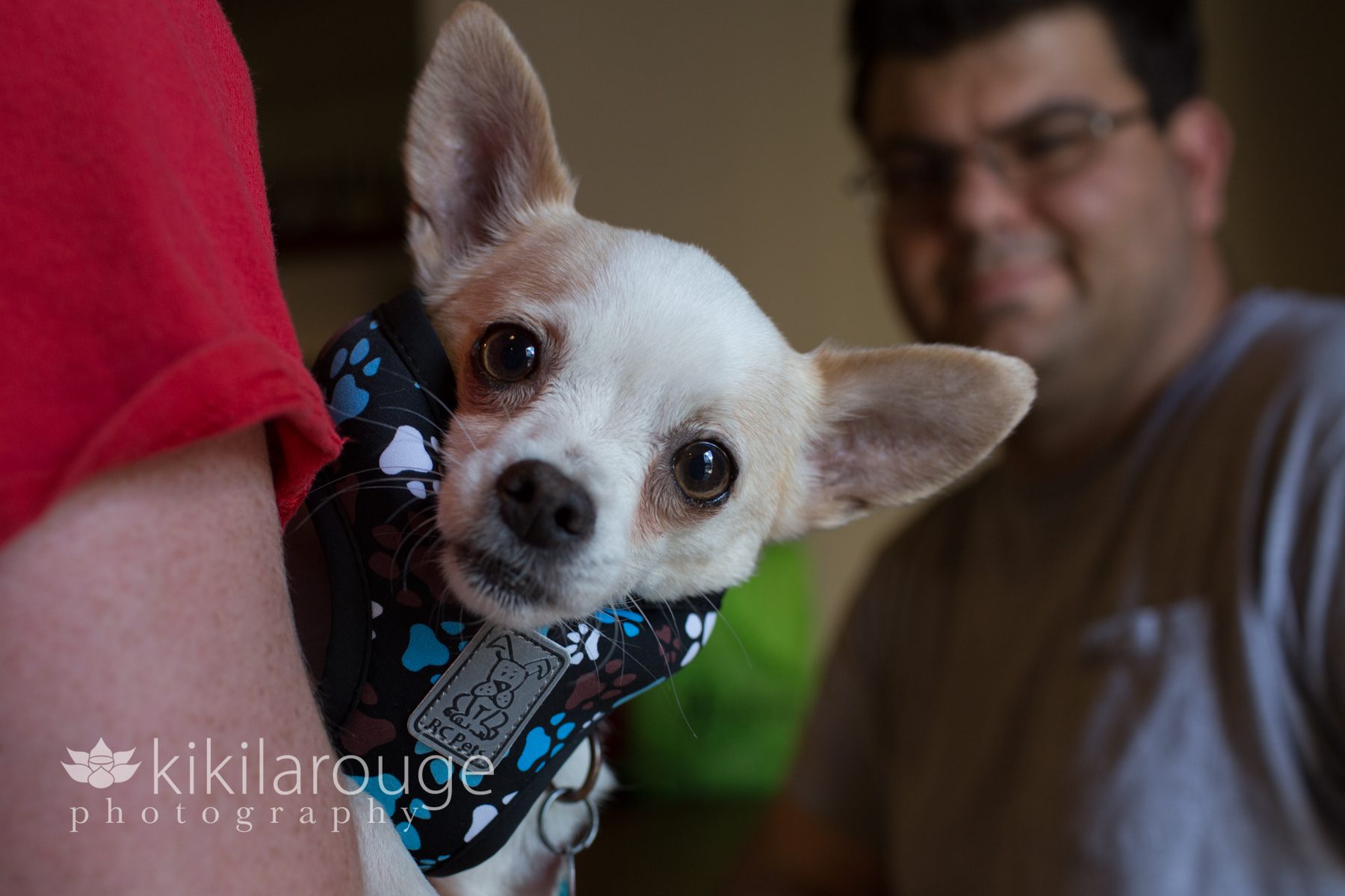 Chihuahua Rescue Puppy at Adoption Event