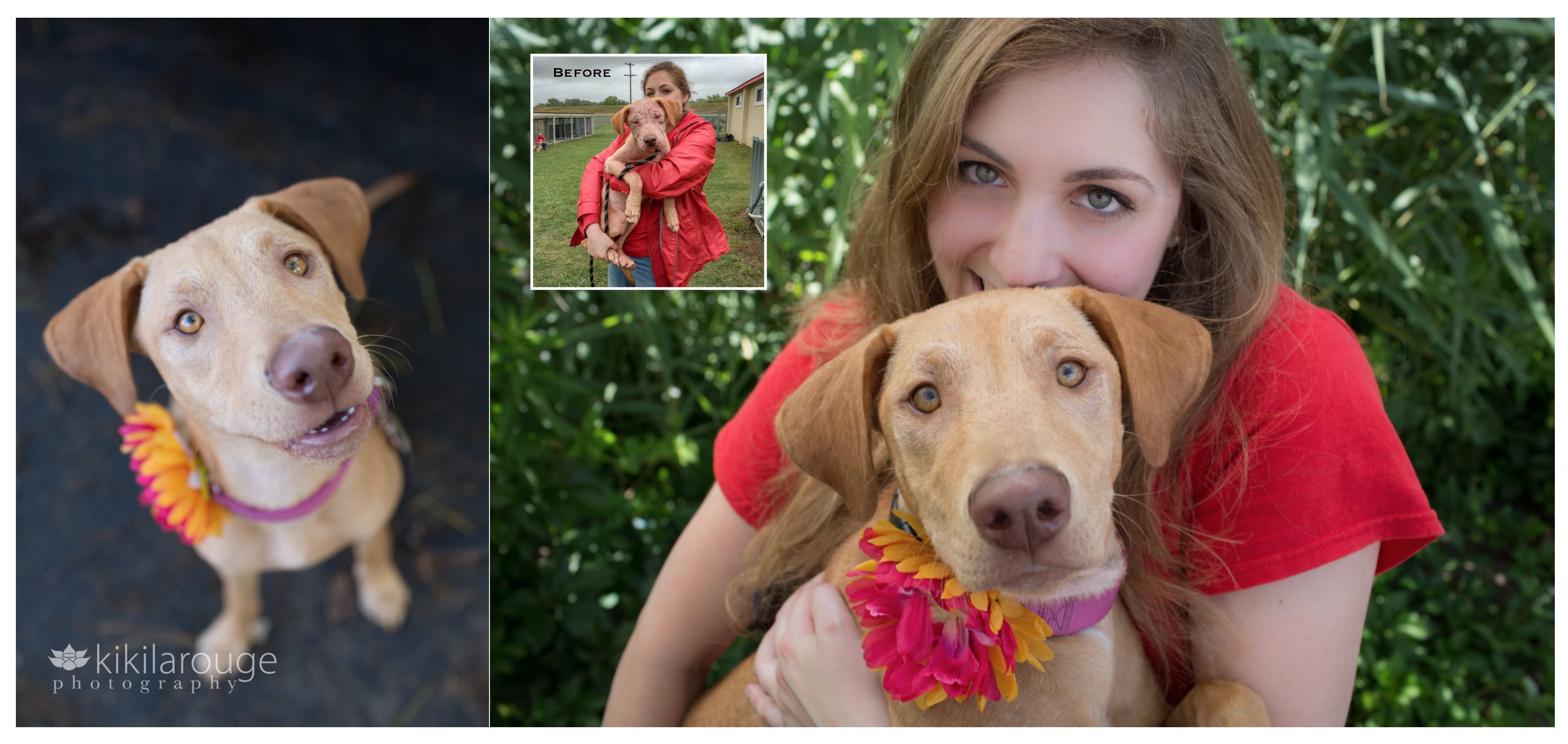 Before and After Rescue Dog Portraits
