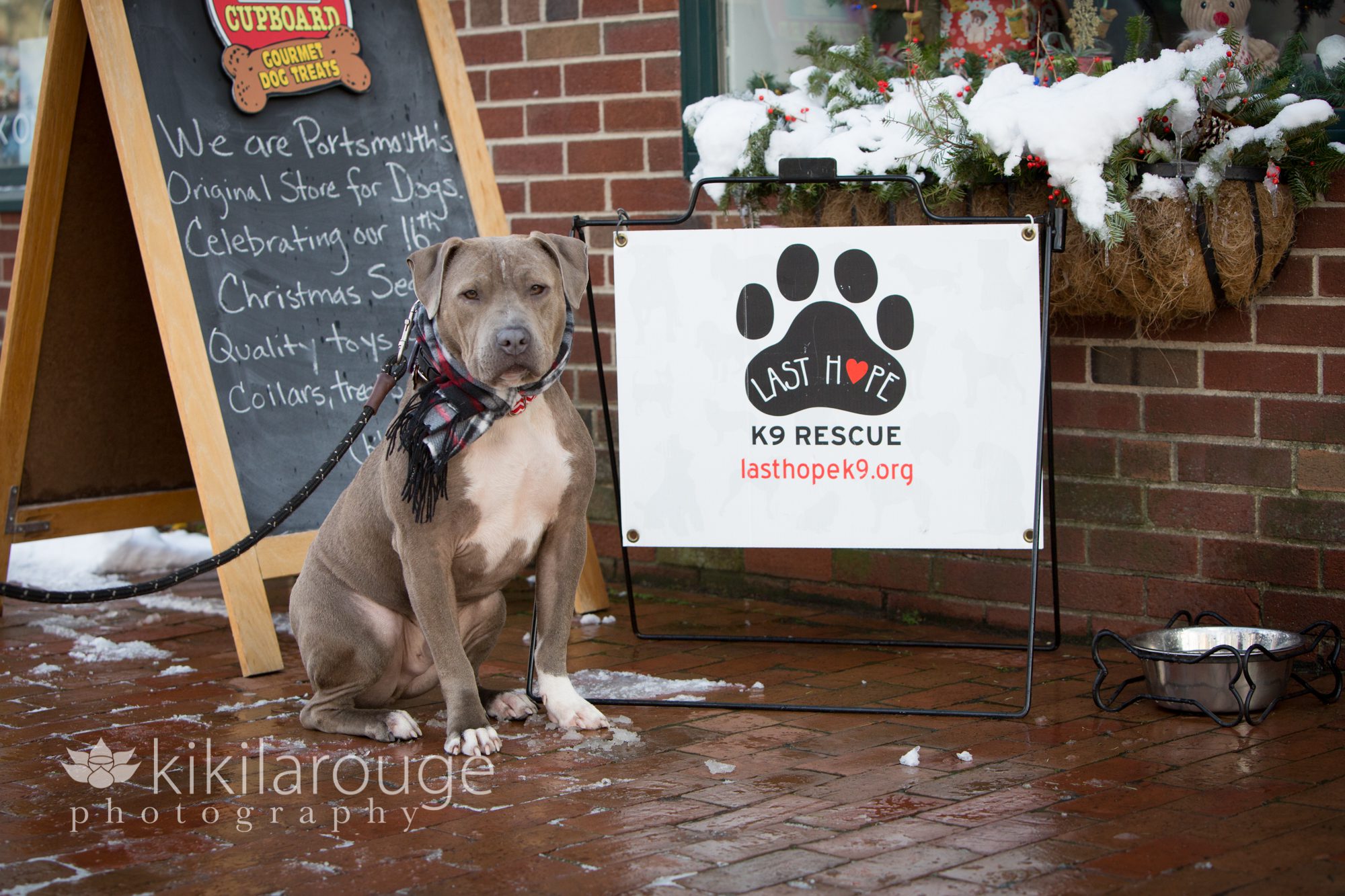 Dog Rescue Event in Portsmouth NH with Pit Bull