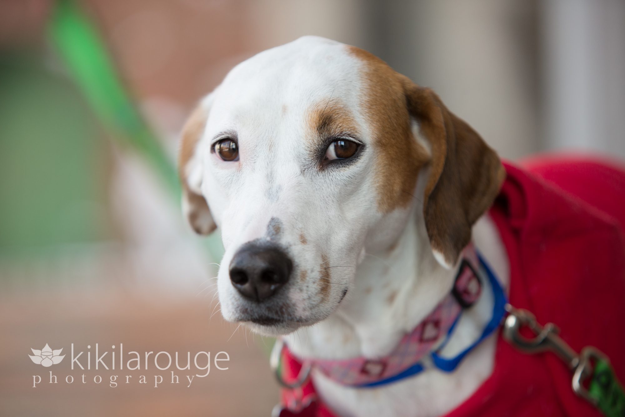 English Pointer Mix Rescue Dog Portrait