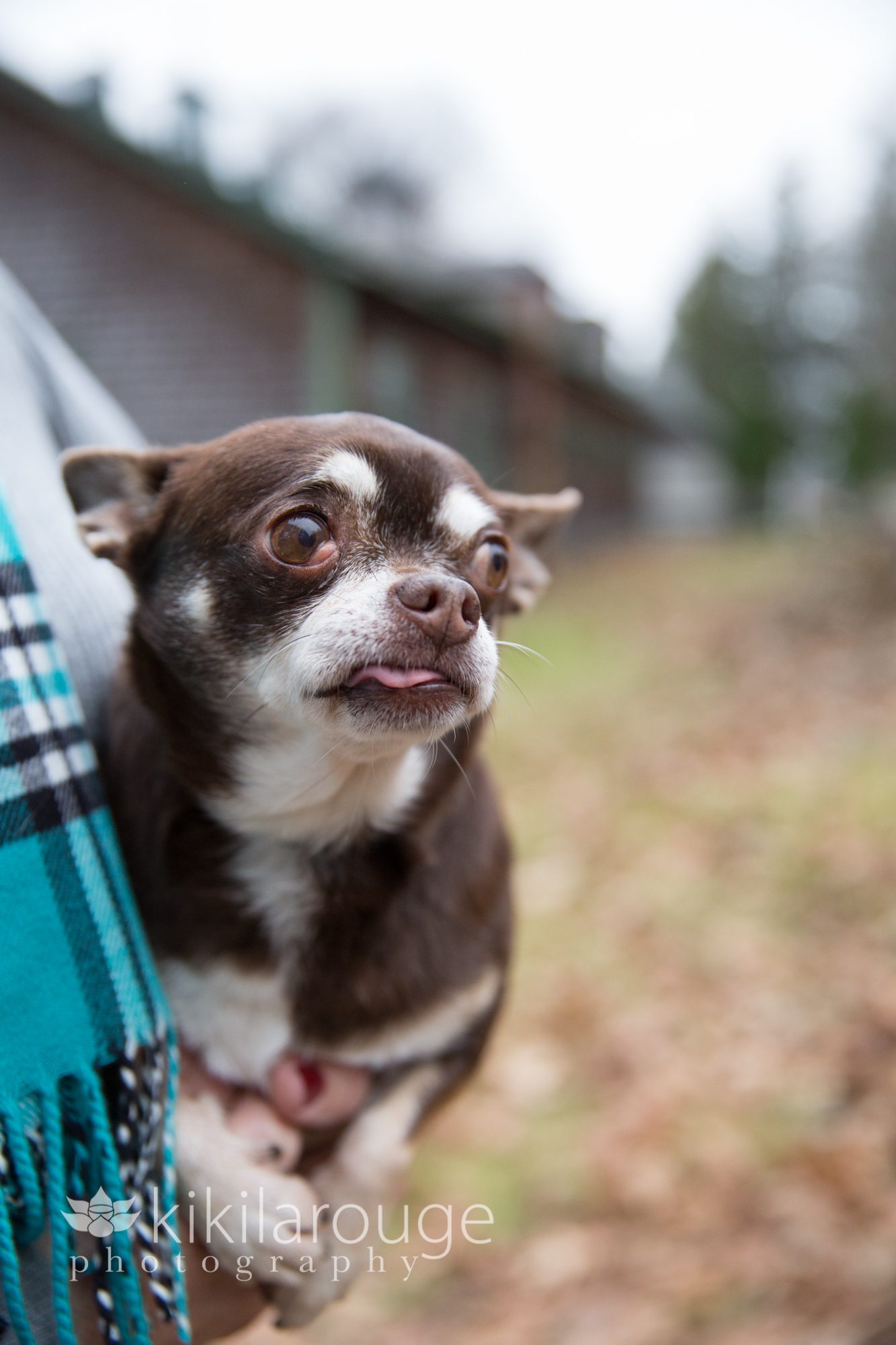 Brown chihuahua with tongue out