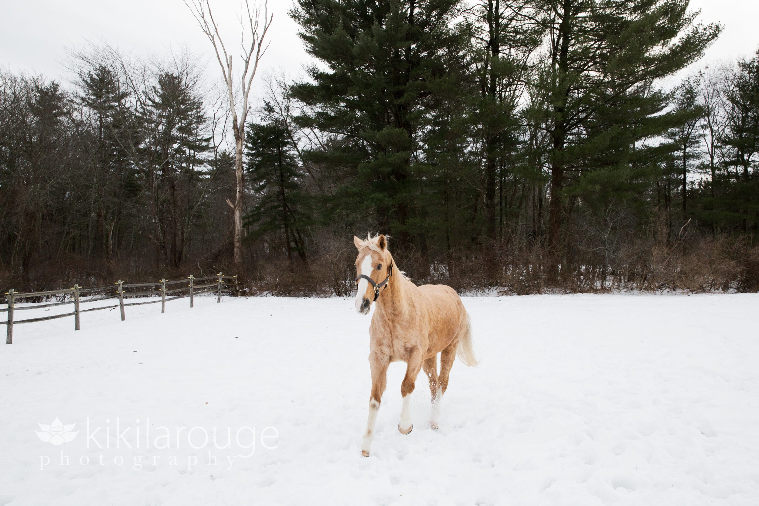 Tawny horse running in snowy paddock