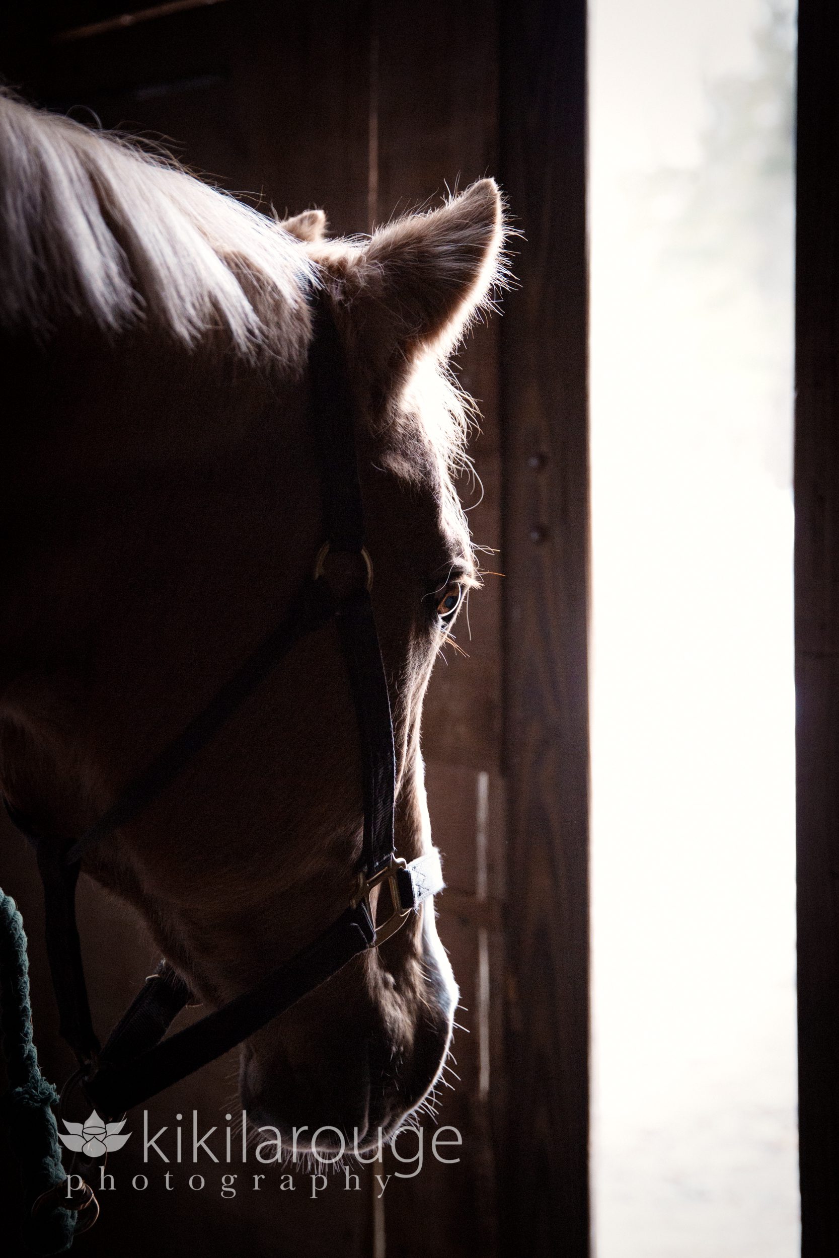 Horse silhouette at barn door