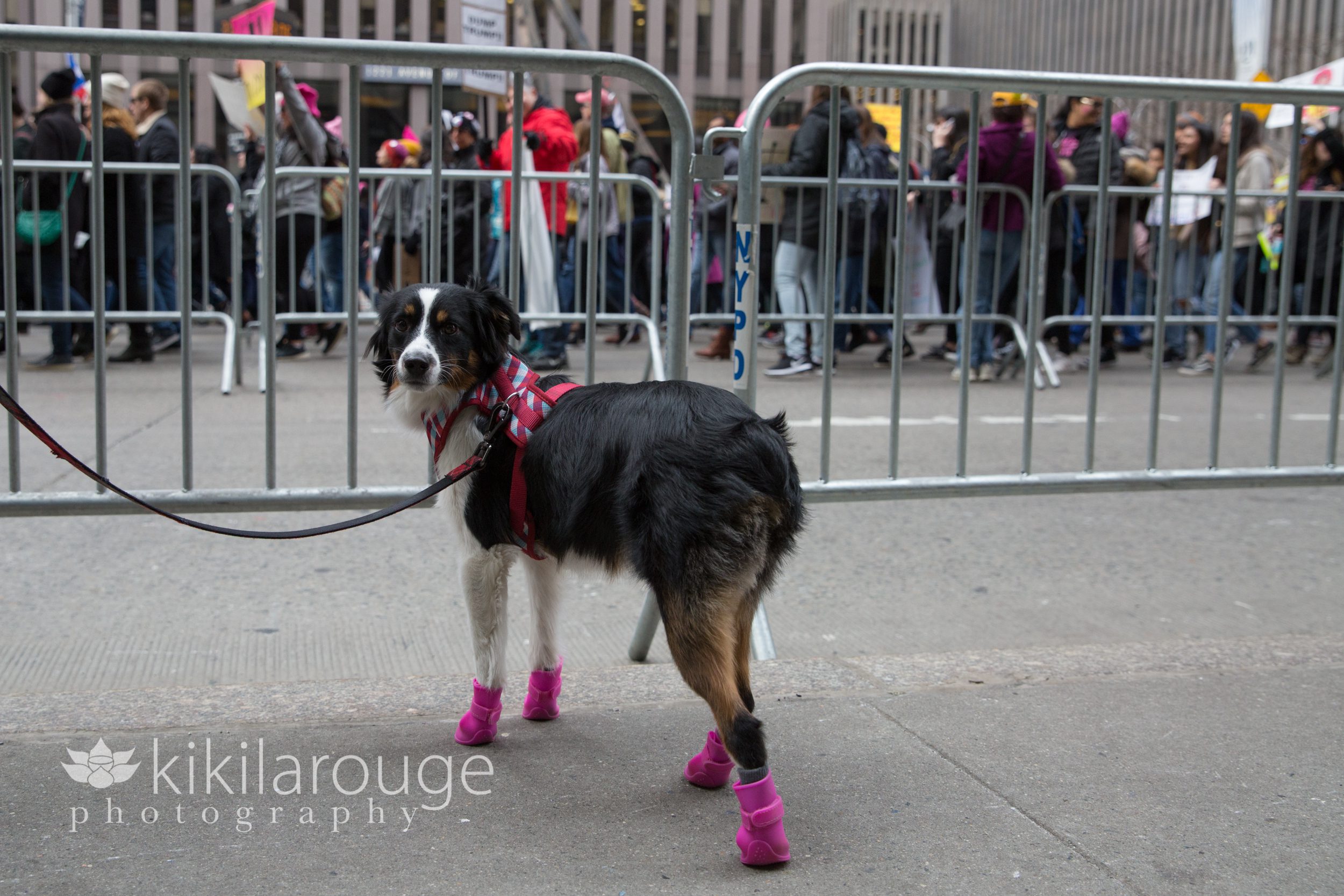 Dog at Women's March in Pink Booties