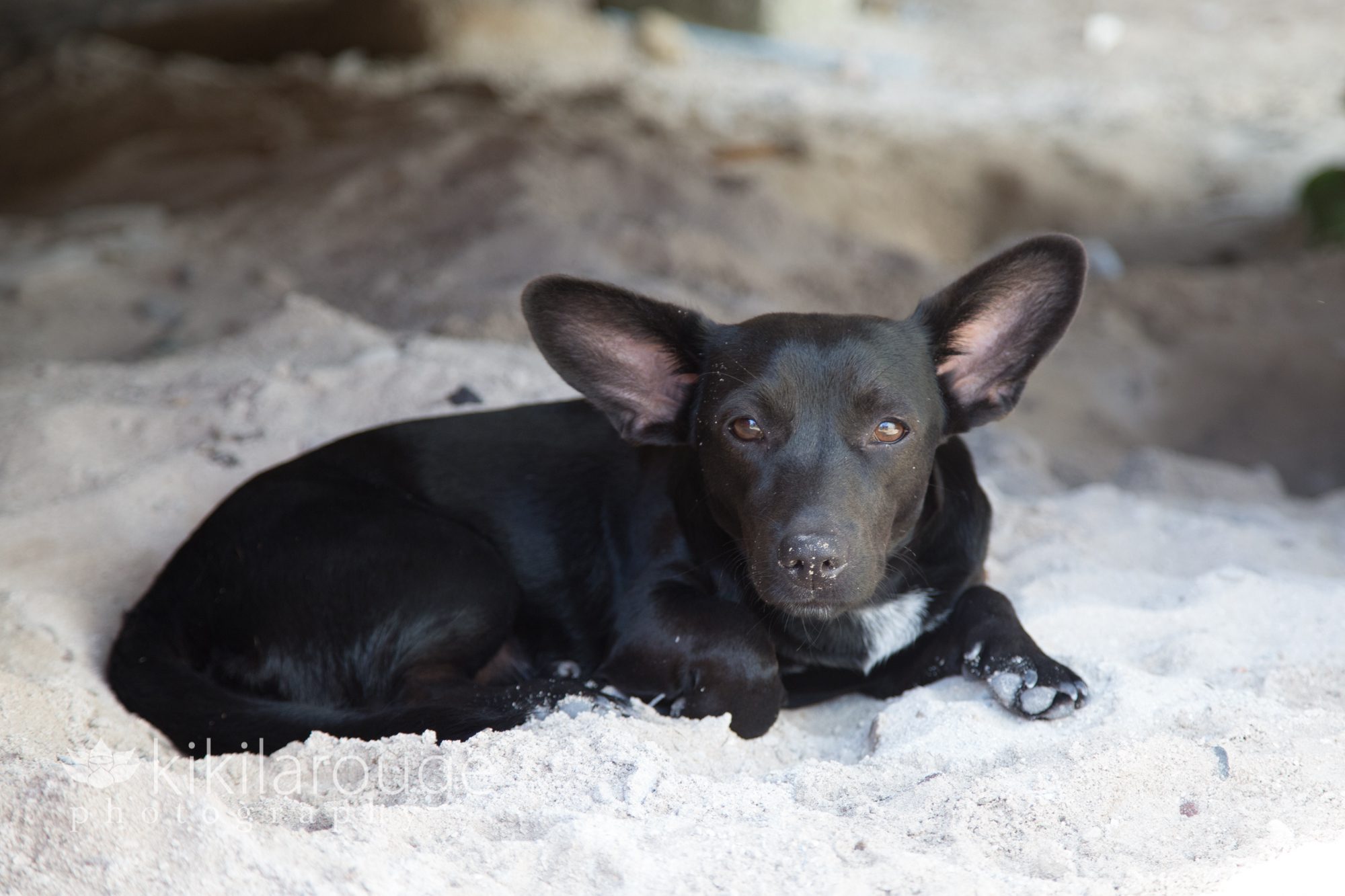 Little black rescue dog with big ears