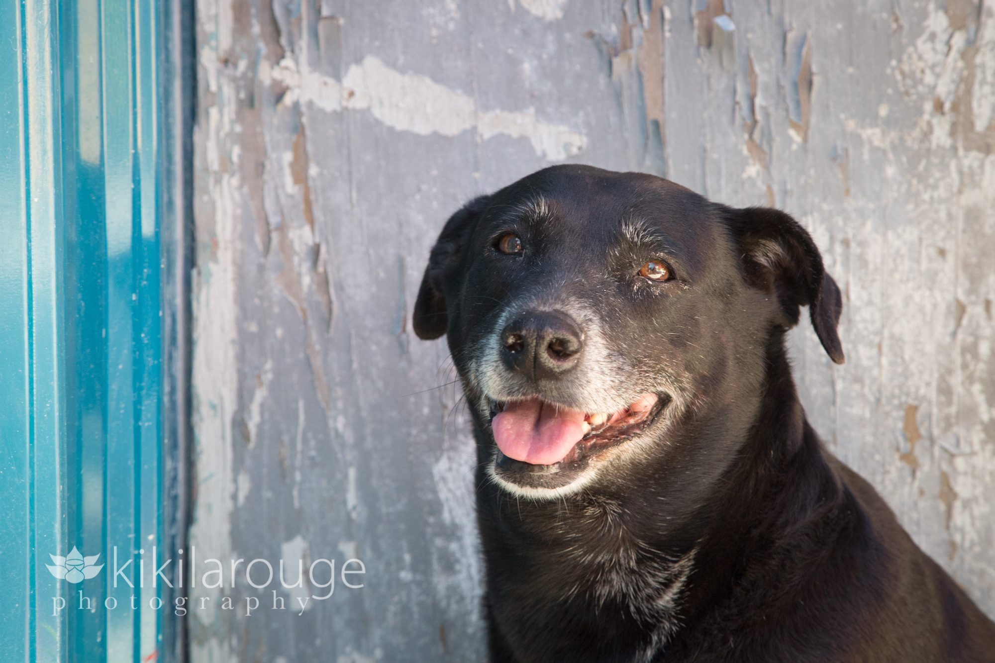 Black lab mix senior rescue dog