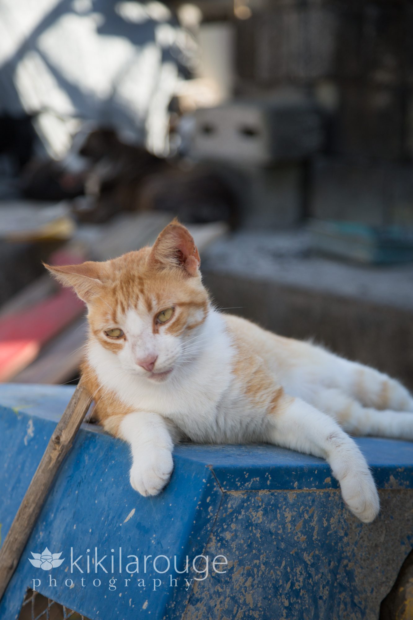 Rescue cat at Caye Caulker Belize