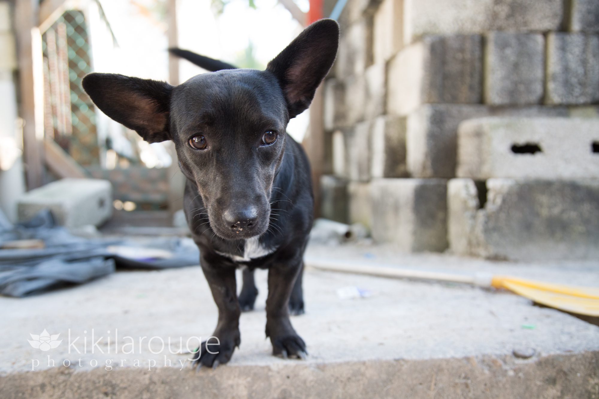 Little black rescue dog with big ears