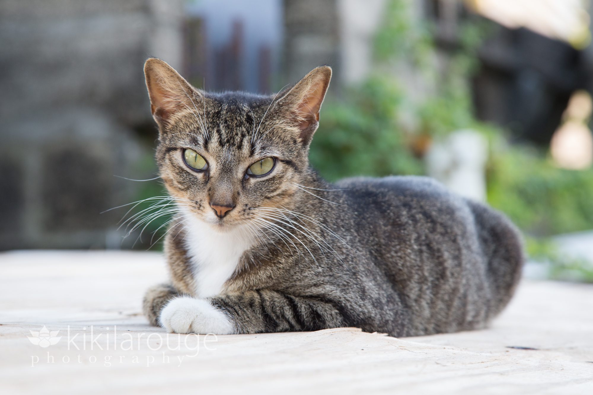 Rescue cat at Caye Caulker Belize