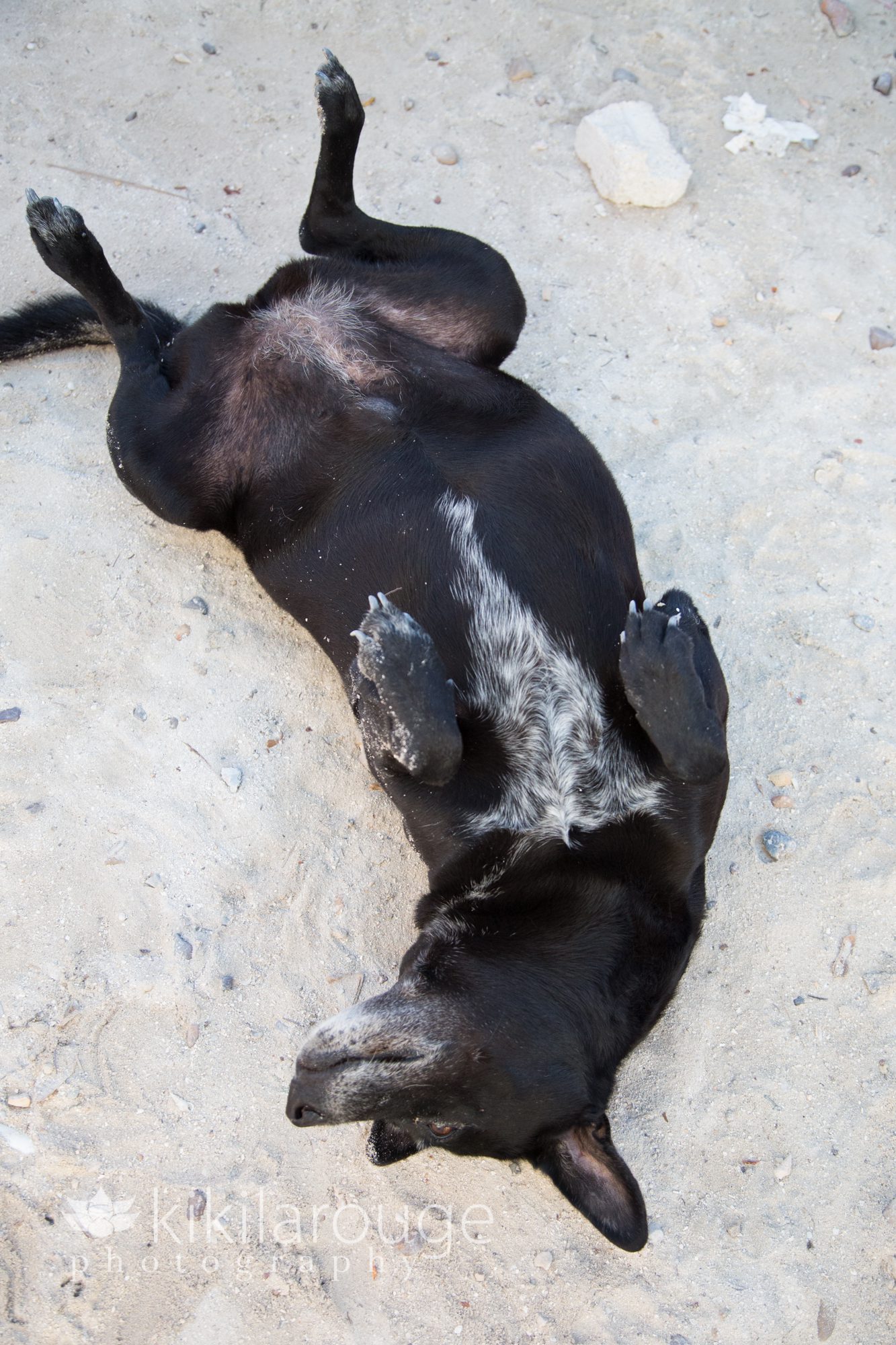Rescue Dog Caye Caulker Belize
