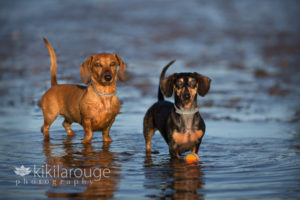 Dachshund dog playing in water at beach