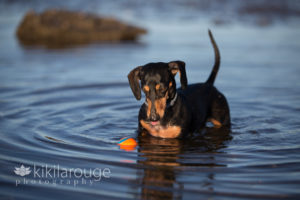 Dachshund dog playing in water at beach