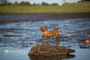 Dachshund dog playing in water at beach