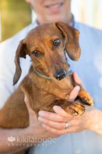 Dachshund in Dad's arms