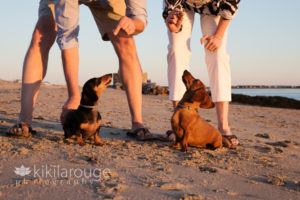 Couple with their two dachshund dogs at beach