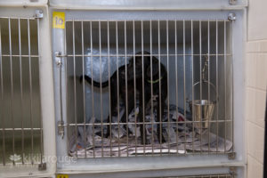 Black lab mix rescue dog in cage at shelter