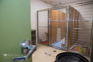 One dog in shelter cages through green door