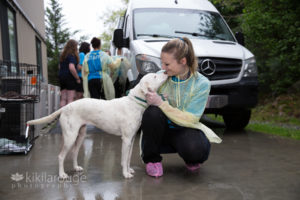 White rescue dog giving shelter worker a kiss