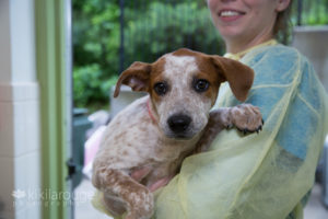 Shelter puppy with white face and brown ears and spots