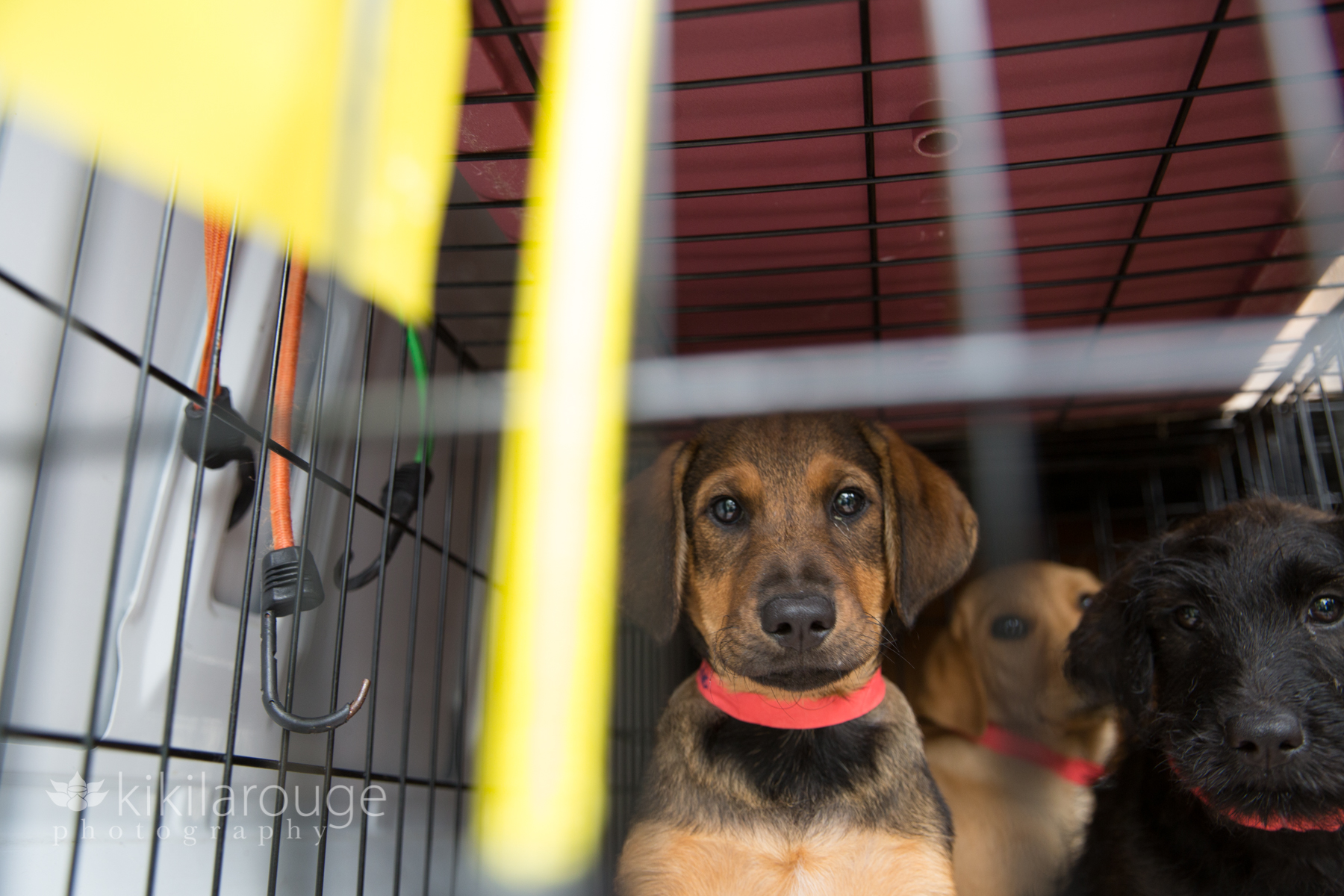 Brown puppy in the cage on a rescue transport truck