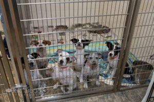 Six spotted puppies in large cage at shelter