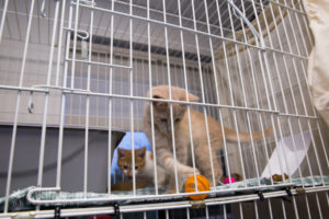 Two kittens in shelter cage playing with ball