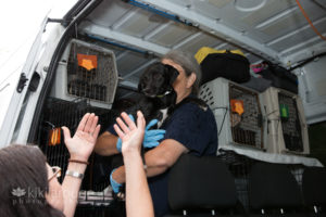 Woman handing rescue dog to volunteer