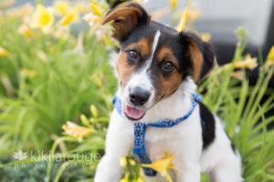 White puppy with brown and black markings in yellow flowers