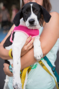 Black and white 5 month rescue puppy with pink harness