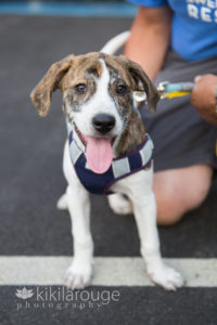Rescue puppy with brindle markings on ears