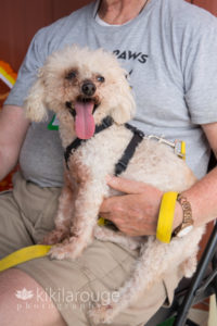 Senior Dog sitting with foster Dad
