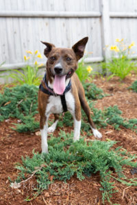 rescue dog in garden with wood fence