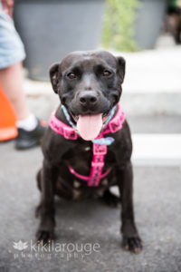 black rescue mix dog with bright pink harness