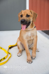 lab mix rescue sitting with yellow leash