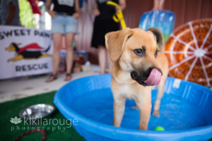 Gold puppy mix in play pool tongue out