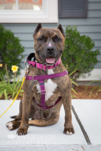 Brindle pit mix with pink collar and glitter on nose