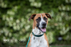 Tan and white rescue dog with green floral background