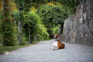 Dog under green arbor way on gravel path