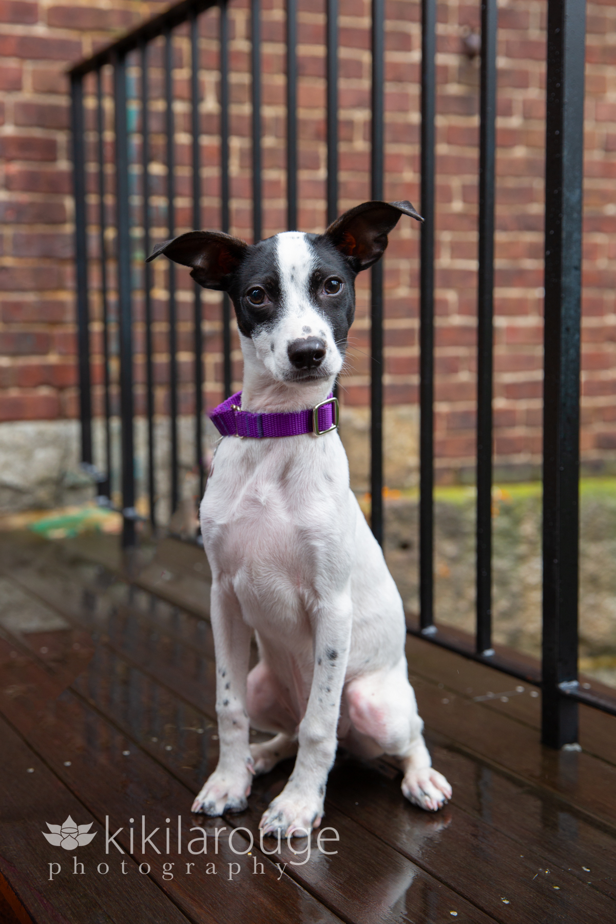 Little chihuahua mix rescue pup in the rain