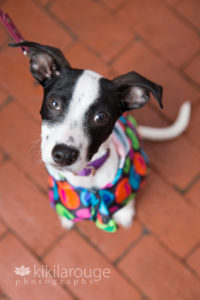 Little chihuahua mix rescue pup in raincoat