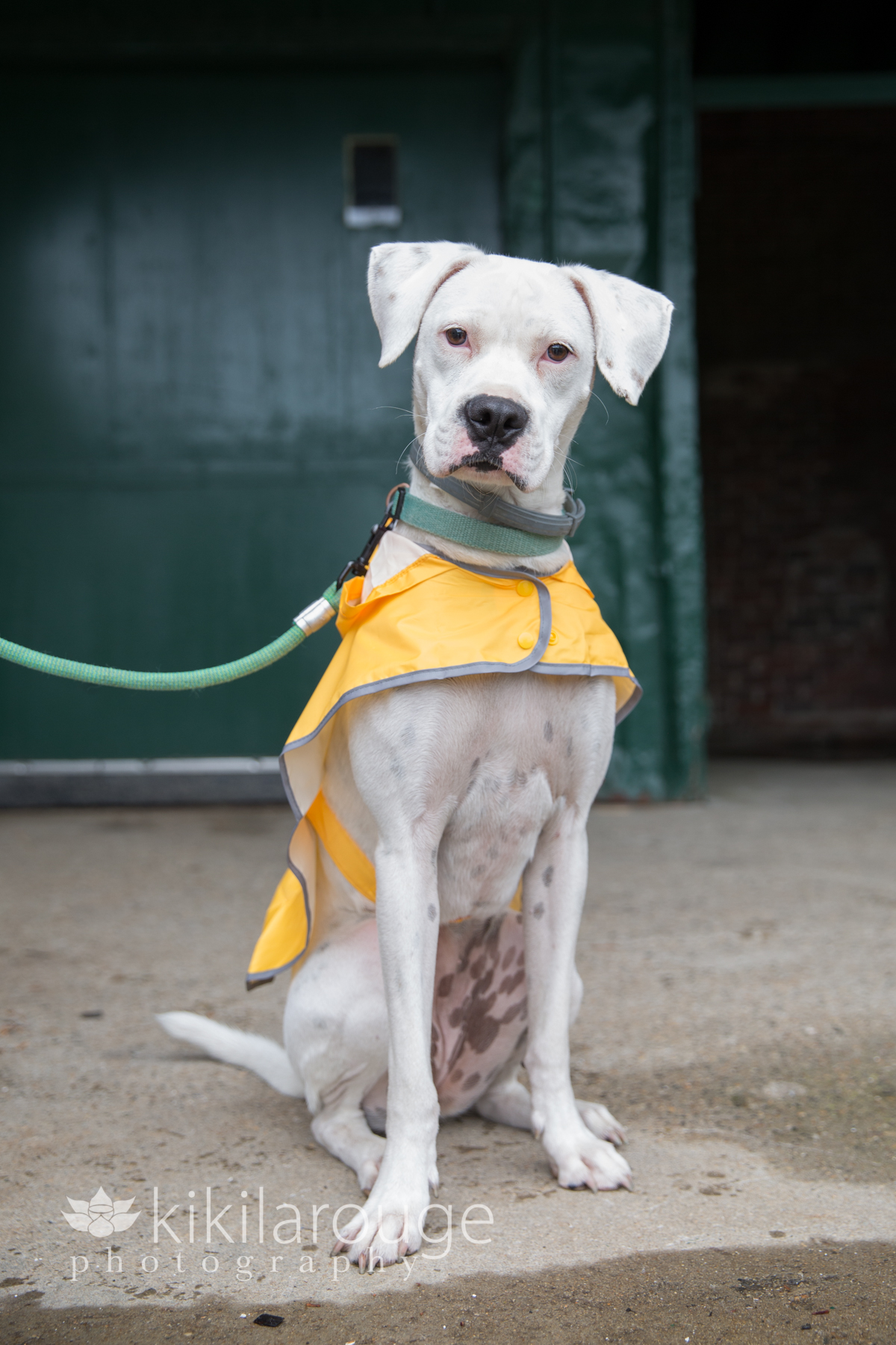White rescue pup in a yellow raincoat