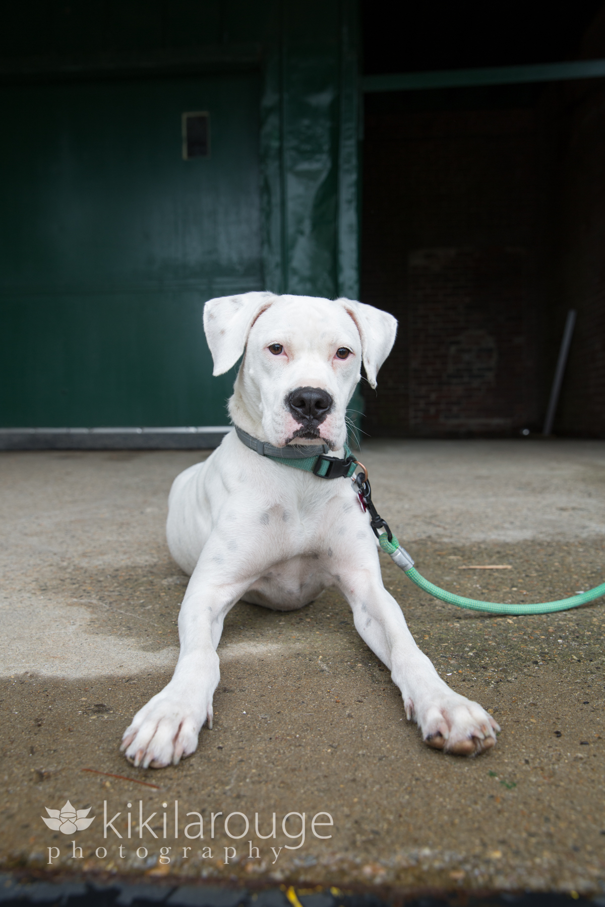 White rescue dog laying down with Green door in background