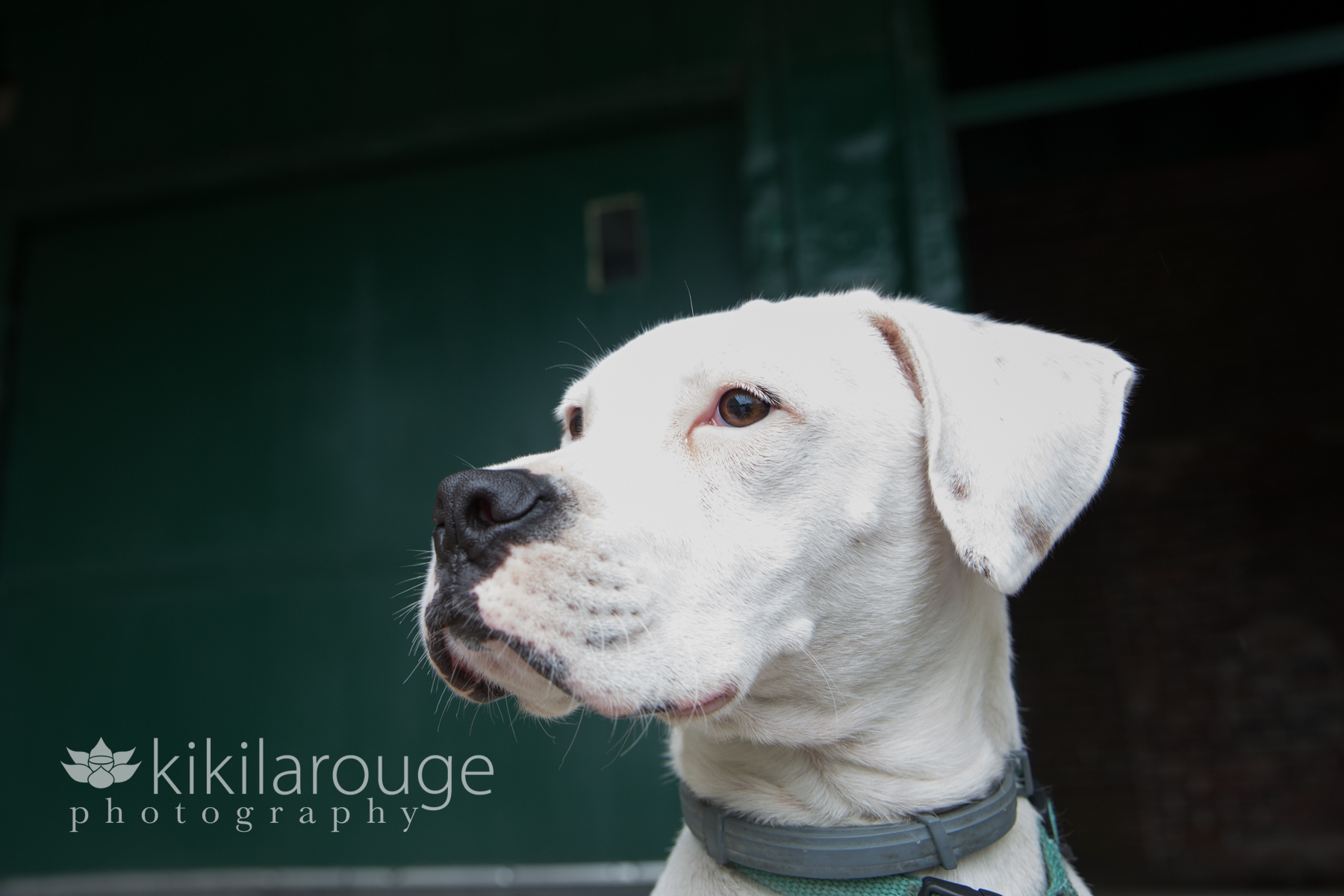 Portrait of white boxer mix on green background