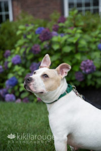 White stalky pit mix in garden with hydrangeas